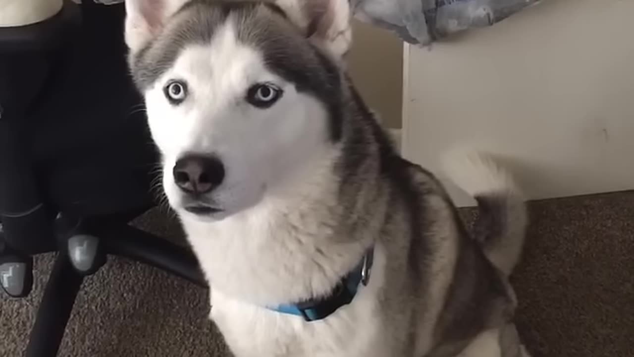 Siberian husky speaking