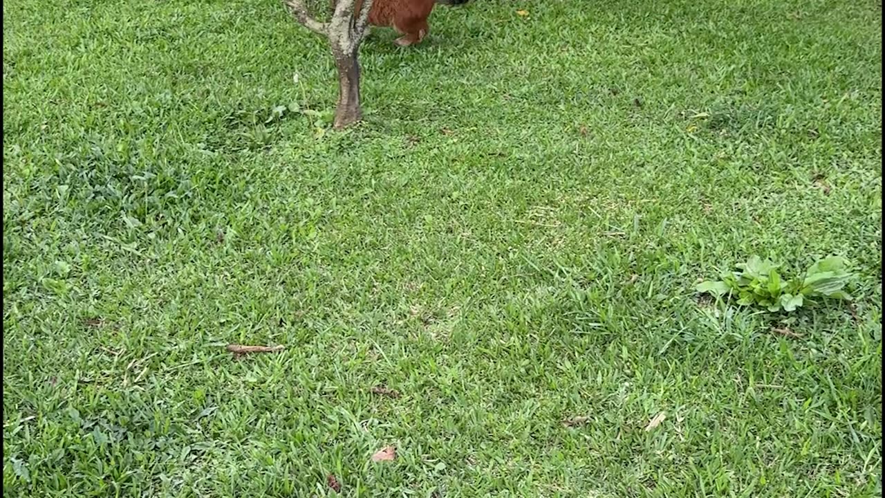 Miniature Horse Gets The Zoomies