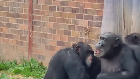 A Chimpanzee Family By A Wall