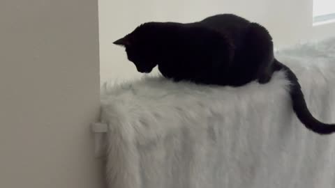 Cute Precious Piper Guards From a Fuzzy Throw - Adopting a Cat from a Shelter Vlog