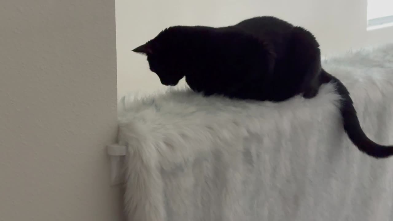 Cute Precious Piper Guards From a Fuzzy Throw - Adopting a Cat from a Shelter Vlog