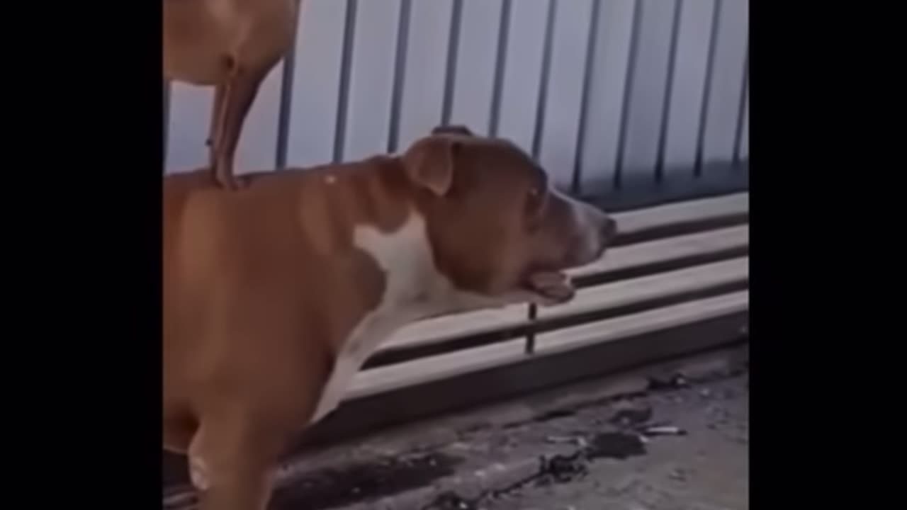 FUNNY CAT VIDEOS