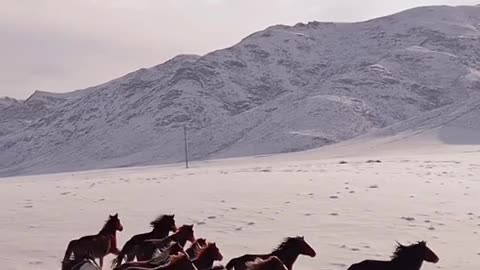 Horses, animals, wildlife