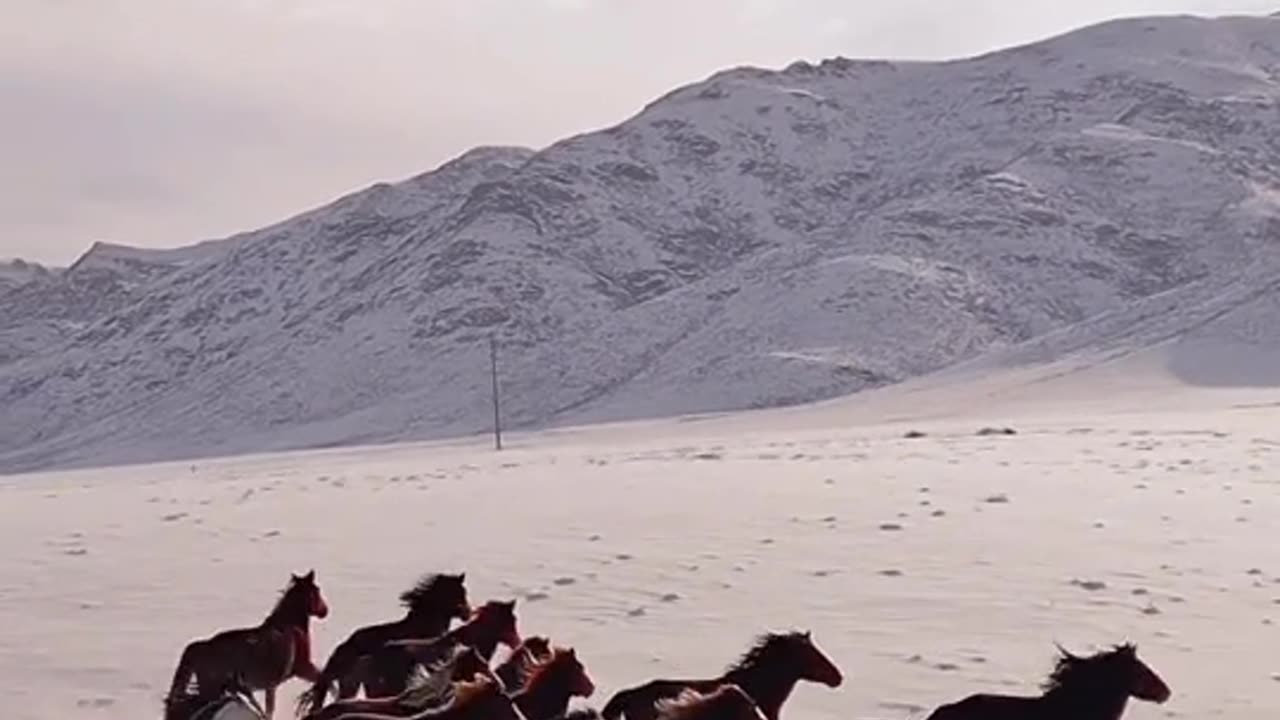 Horses, animals, wildlife