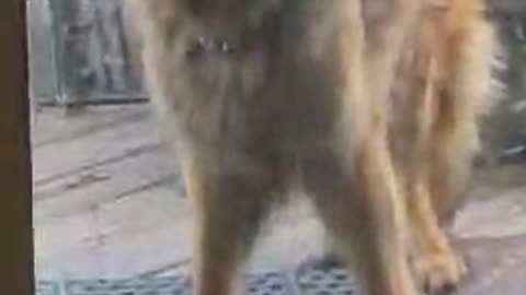 Chase 🐾🐾
