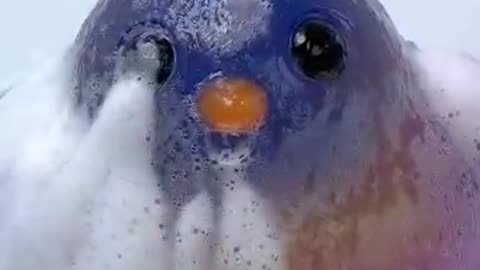 SQUISHY ASMR🐤🐤Chick