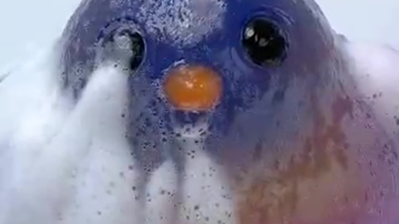 SQUISHY ASMR🐤🐤Chick