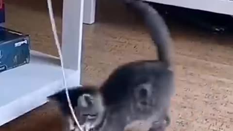 Funny cute cats