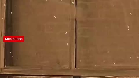 King of comedy Charlie always wins