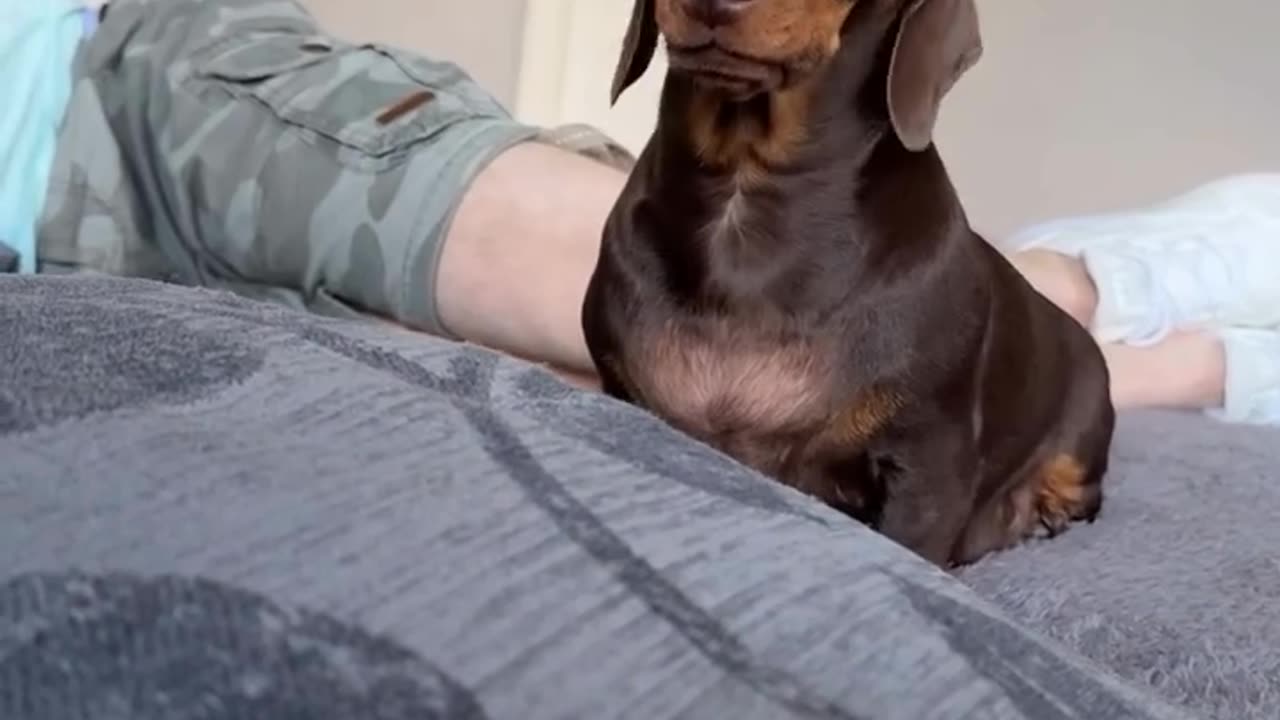 Dog’s Reaction to “Shhhh!” 😂 | Too Funny!