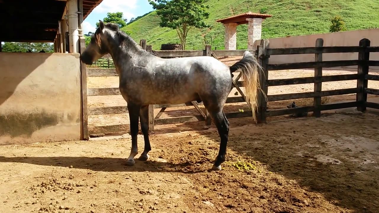 CAVALO MANGALARGA MARCHADOR