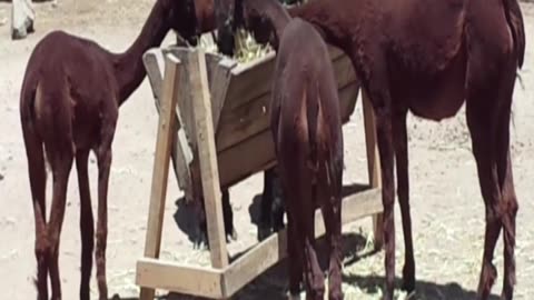alpacas