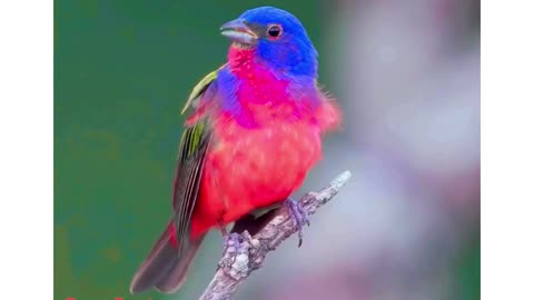 "I Shall Joyfully Sing" from Greg Sostrom (30 sec. clip)