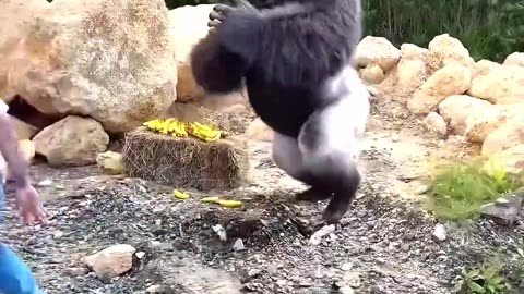 I suspect- They are trying to evade taxes #chimpanzee #ape #fyp #animals #fun