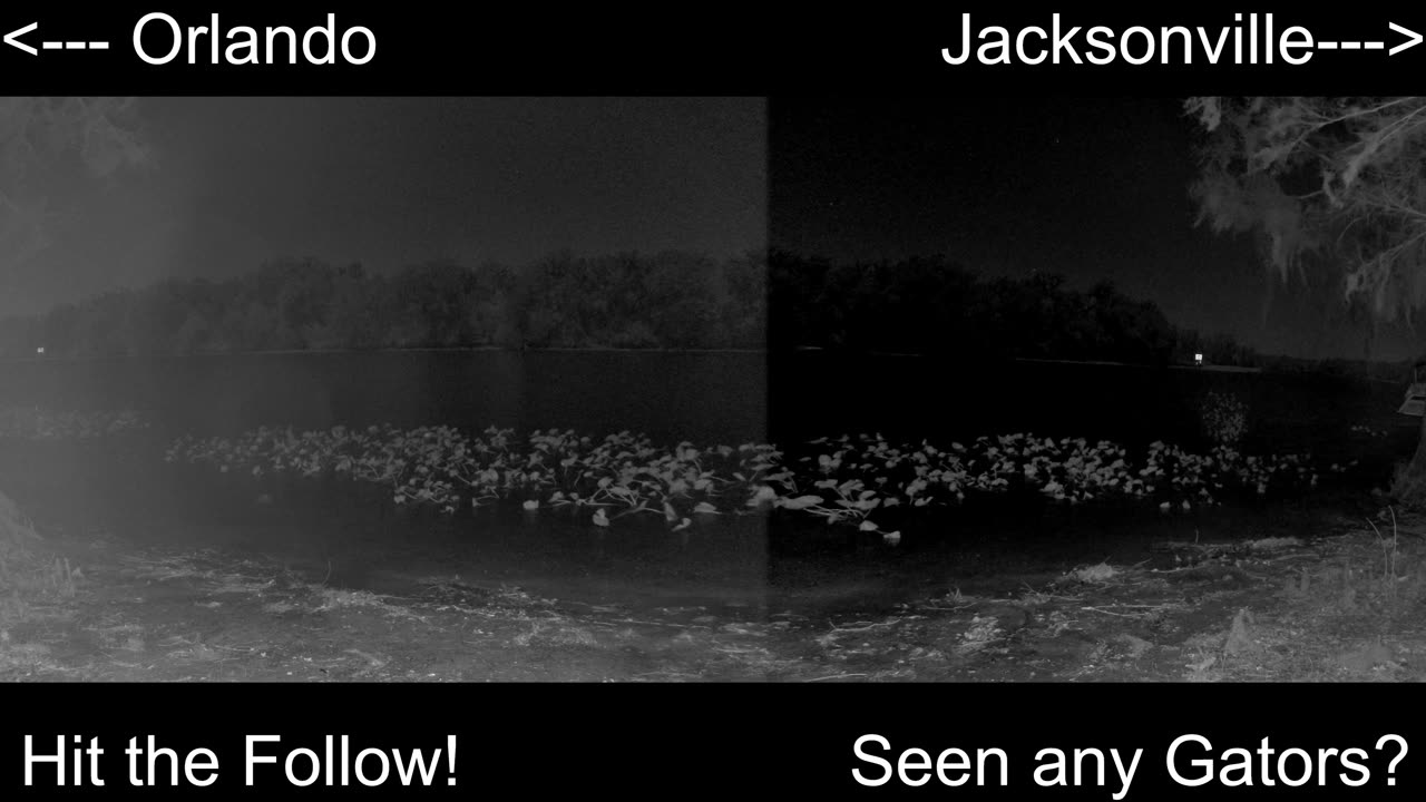 4K Live St. Johns River Cam: Florida Alligators & Wildlife 🐊🌿