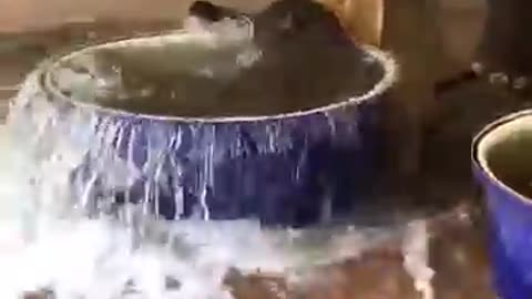 FUNNIEST Animal Videos of 2024