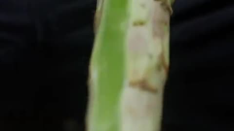 Asparagus and bamboo shoots are processed into kimchi