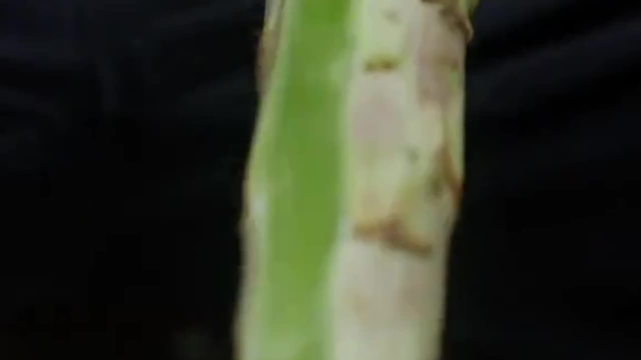 Asparagus and bamboo shoots are processed into kimchi
