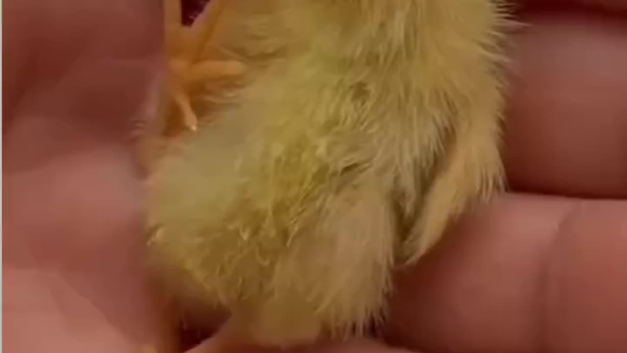 Chick hatched in egg trays