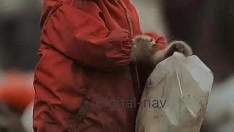 Cat journey