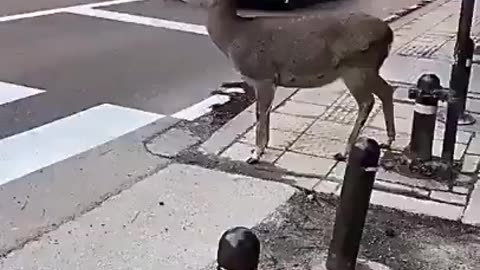 Deer in Europe: Panic! Cars! Jump on them! Deer in Nara, Japan: Can you please let me cross over?