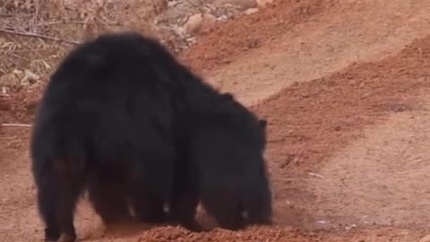 🧠✨ Witness a Mother Bear Defend Her Cub from a Tiger! | FeedMyCuriosity