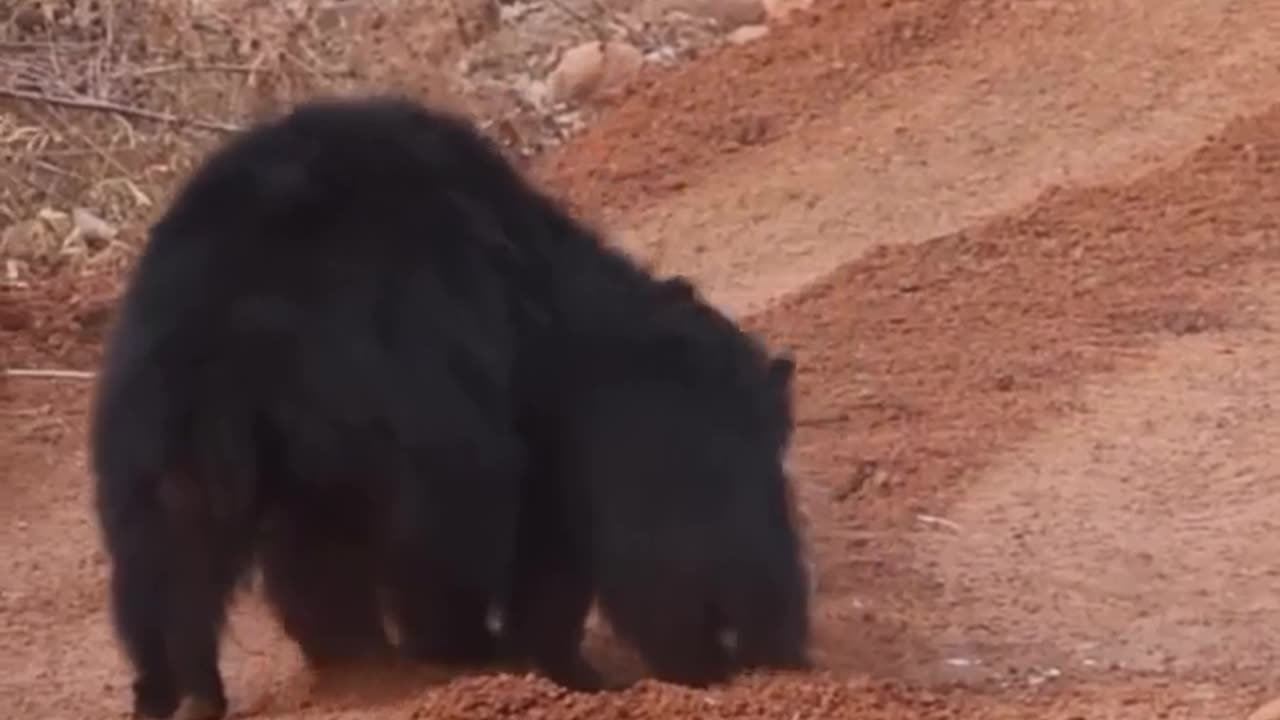 🧠✨ Witness a Mother Bear Defend Her Cub from a Tiger! | FeedMyCuriosity