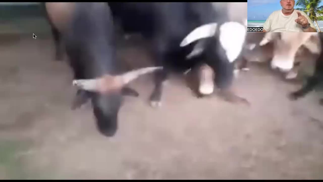 3 Bulls!