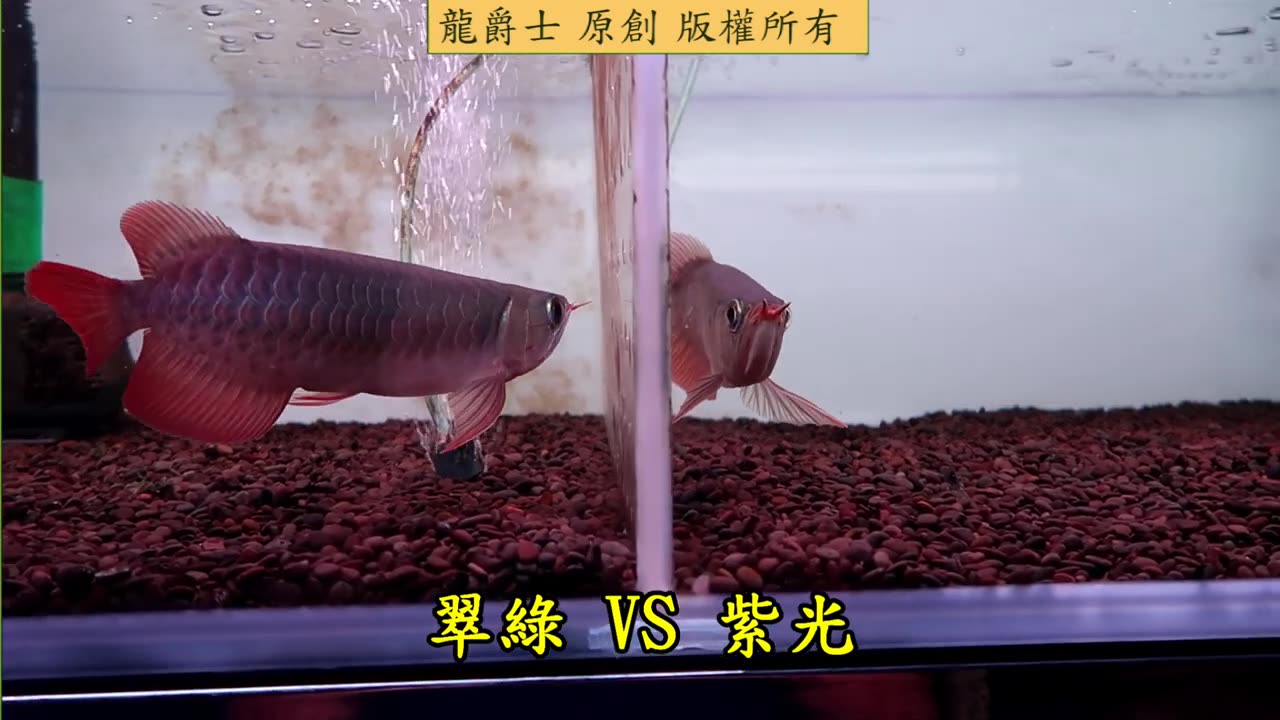 【龍爵士】翡翠炎龍 VS 印尼紅