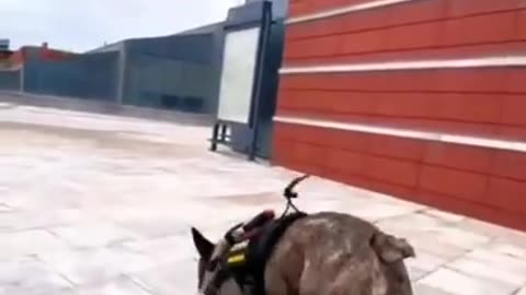 How cool is this？ Check out this pup shredding it on a skateboard!