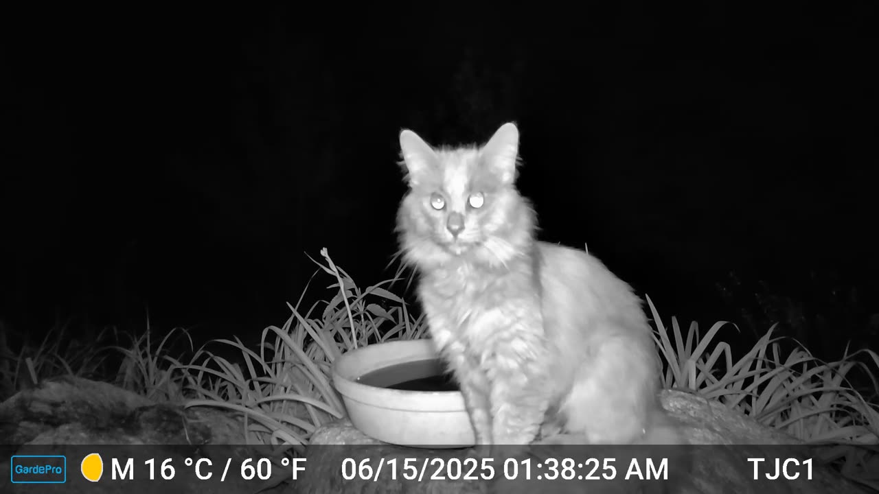 Gray Cat