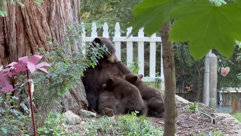 Baby Bear Cubs Nurse From Their Mother