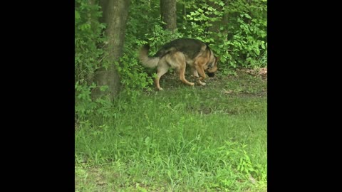 Virgil german shepherd