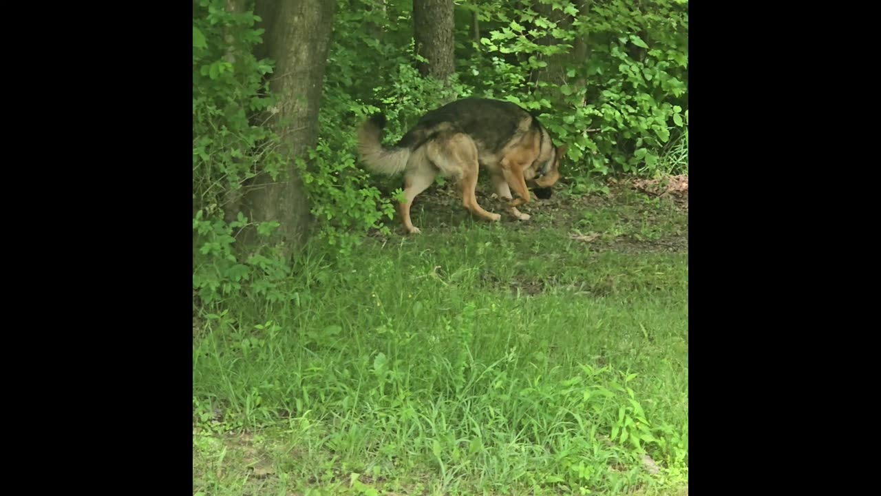 Virgil german shepherd