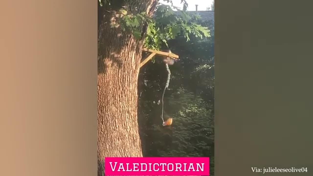 Funny animals