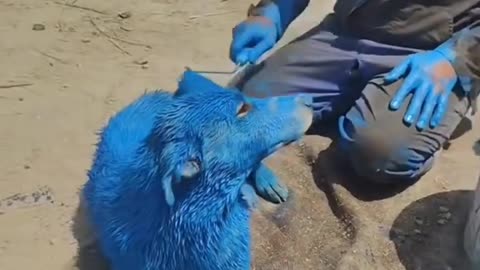 Help me save this dog from being killed 👽"