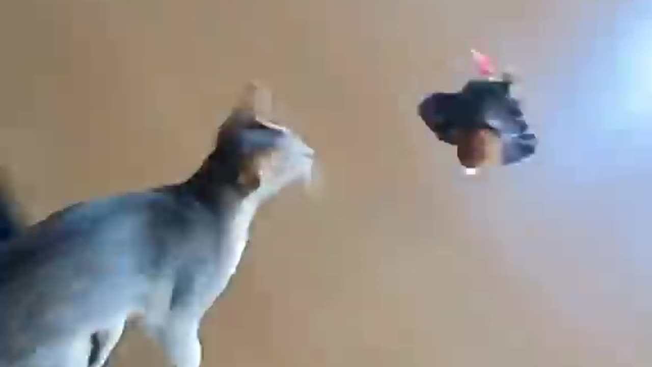 cat vs mechanical sparrow