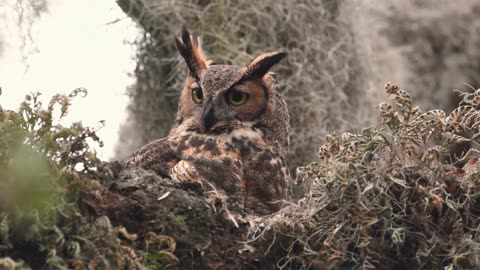 Owl bird burrowing owl. (What's So SPECIAL About Burrowing Owls?