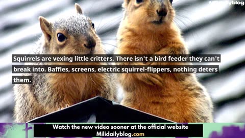 Terror in the Bay Area Residents Attacked by Vicious, Aggressive Squirrel