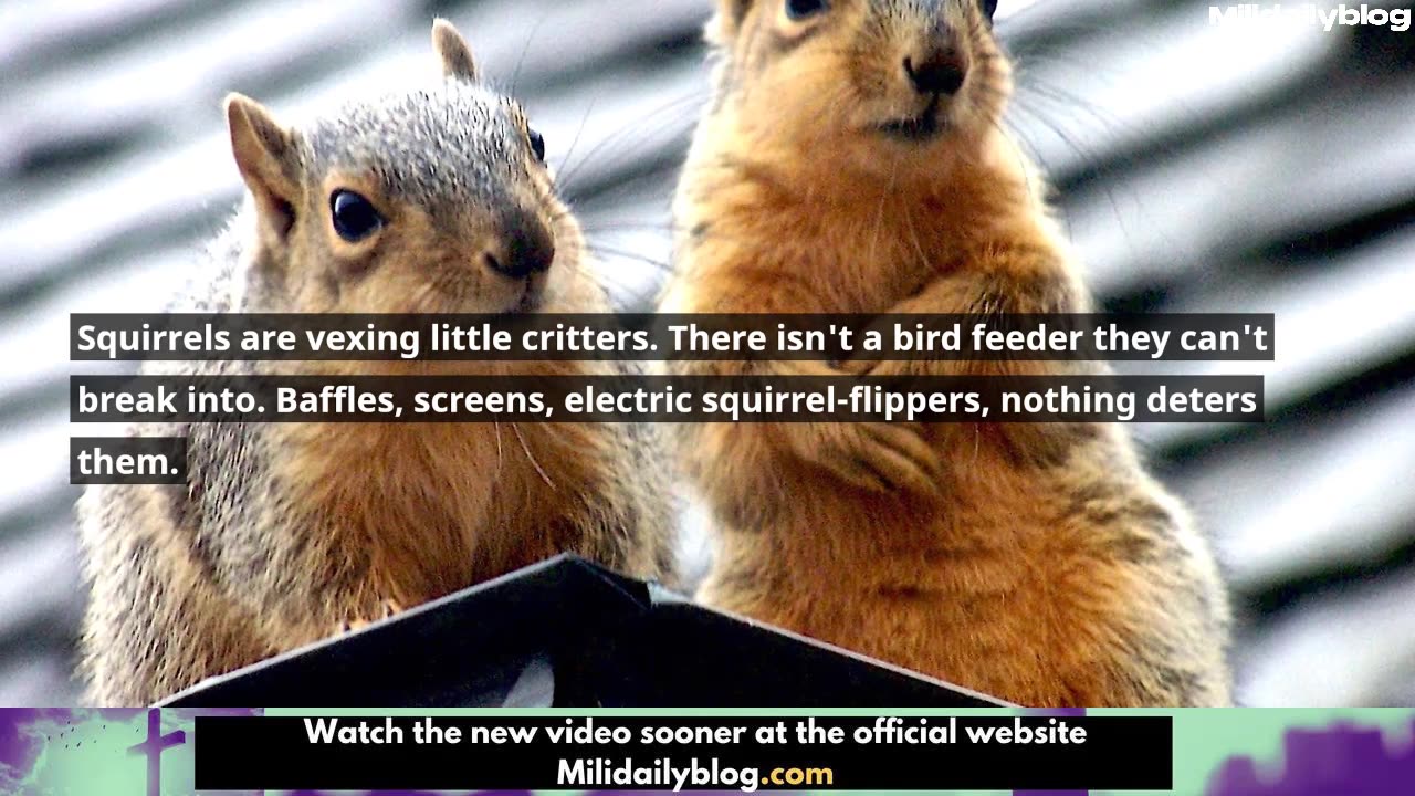 Terror in the Bay Area Residents Attacked by Vicious, Aggressive Squirrel