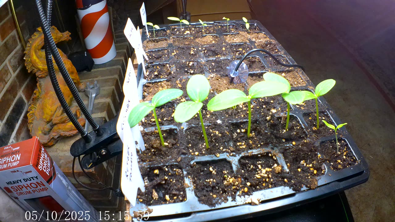 Time Lapse Plants