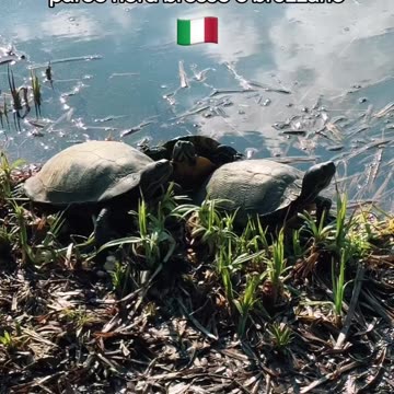 Il fascino dell'ambiente naturale- parco nord bresso e bruzzano 🇮🇹🍃📹 #nature