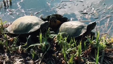 Il fascino dell'ambiente naturale- parco nord bresso e bruzzano 🇮🇹🍃📹 #nature