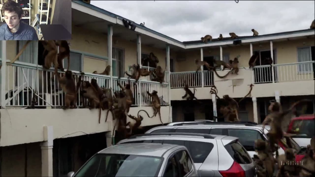 Over 3 Monkeys Roam Around A Motel Fake Funny Parody Video With Live Commentary