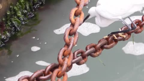 Airone Cenerino (29 Ottobre 2023)