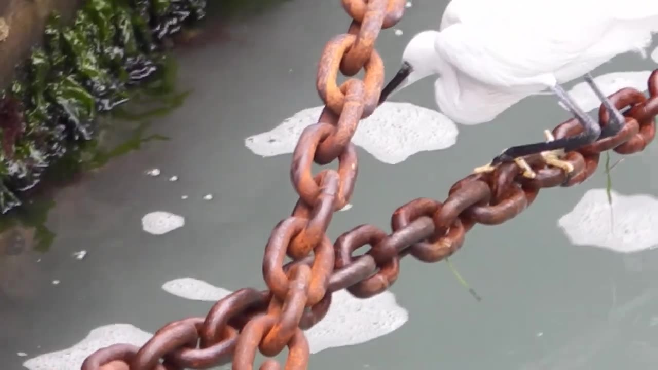 Airone Cenerino (29 Ottobre 2023)