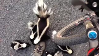 Man discovered that skunks sound like muppets and found it's the cutest thing ever