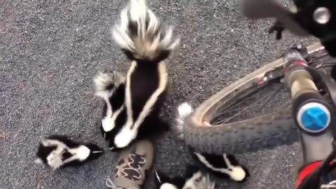 Man discovered that skunks sound like muppets and found it's the cutest thing ever