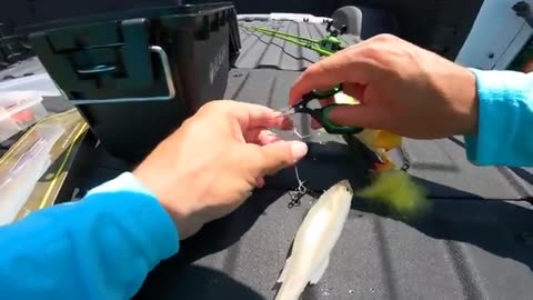 Fishing a BIG Swimbait for Pond MONSTERS!