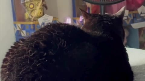 Cute Precious Piper is a Round Fuzzy Loaf on the Bed - Adopting a Cat from a Shelter Vlog #shorts